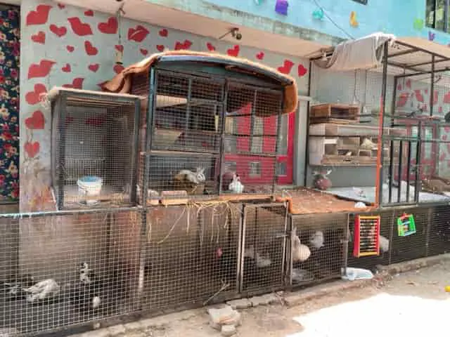 Pet corner with birds in the school yard
